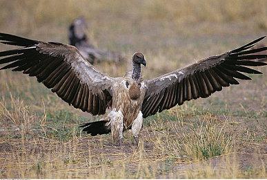 还在发力！ PS4获13.00版本新更新